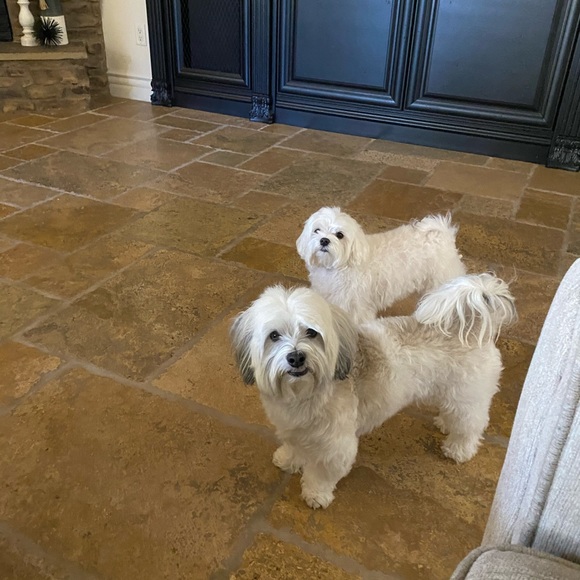 Meet your Posher, Kennedy - Picture 2 of 2